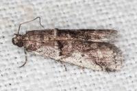 Pseudacrobasis tergestella
