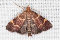 Hypsopygia rubidalis