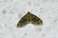 Acasis viretata