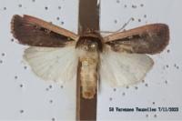 Ochropleura leucogaster