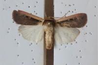 Ochropleura leucogaster