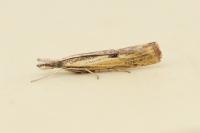 Agriphila inquinatella