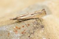 Agriphila inquinatella