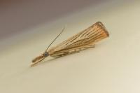 Agriphila straminella