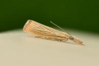 Agriphila straminella