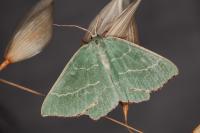 Thalera fimbrialis
