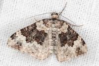 Epirrhoe galiata