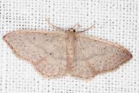 Idaea eugeniata