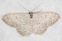 Scopula marginepunctata
