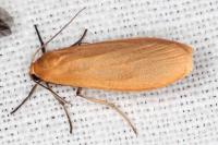 Wittia sororcula