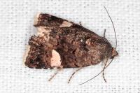 Tyta luctuosa