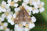 Pyrausta aurata