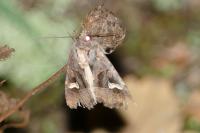 Trigonophora flammea