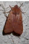 Agrochola lychnidis