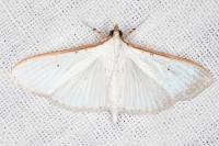 Palpita vitrealis
