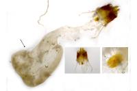 Amphipyra pyramidea