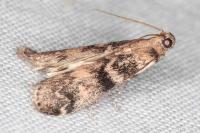 Euzophera pinguis