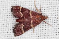 Stemmatophora combustalis