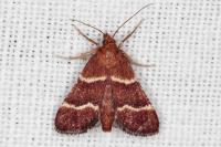 Stemmatophora combustalis