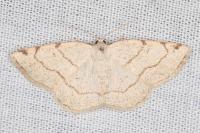 Stegania trimaculata