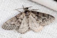 Tephronia sepiaria