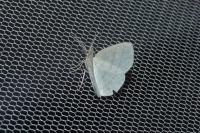 Cabera exanthemata