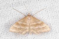 Idaea circuitaria