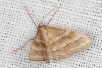 Idaea circuitaria