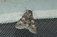 Acronicta megacephala