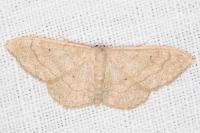 Idaea aversata
