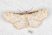 Idaea fuscovenosa