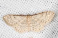 Idaea fuscovenosa