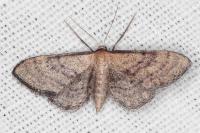 Idaea infirmaria
