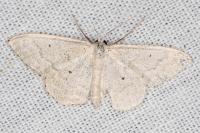 Idaea litigiosaria