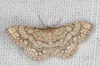 Idaea moniliata