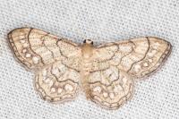 Idaea moniliata