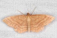 Idaea ochrata