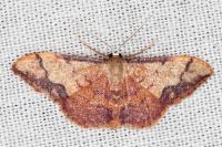 Idaea ostrinaria
