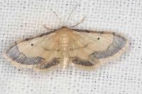 Idaea politaria