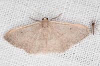 Idaea predotaria