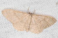 Idaea straminata