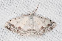 Scopula decorata