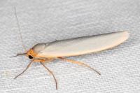 Eilema caniola