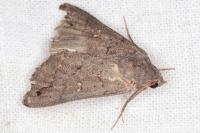 Clytie illunaris