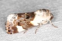 Acontia lucida