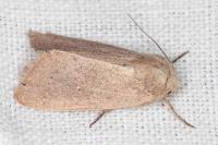Mythimna sicula