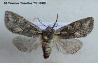 Dichonia convergens