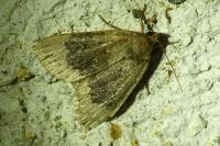 Amphipyra perflua
