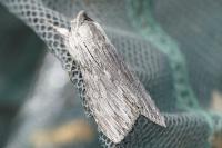 Cucullia lucifuga