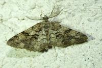 Peribatodes secundaria secundaria